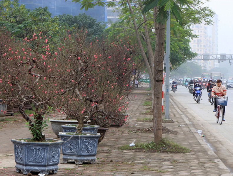 Đào Nhật Tân bung hoa xuống phố